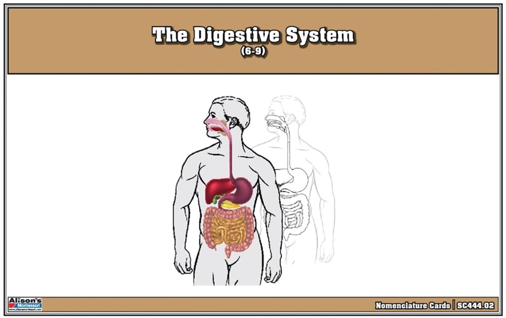 The Digestive System Nomenclature Cards (6-9)