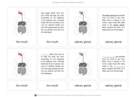 The Digestive System Nomenclature Cards (6-9)