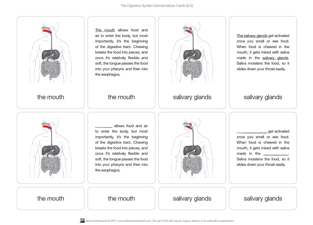 The Digestive System Nomenclature Cards (6-9)