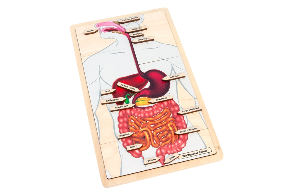 The Digestive System Puzzle with Nomenclature Cards (3-6)