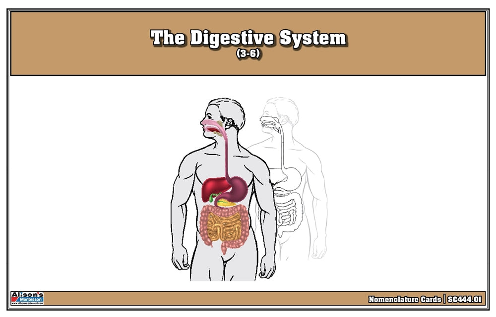 The Digestive System Puzzle with Nomenclature Cards (3-6)