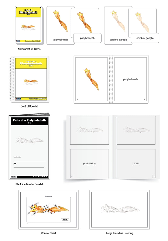 Parts of a Platyhelminth Nomenclature Cards (3-6)