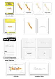 Parts of a Platyhelminth Nomenclature Cards (3-6)
