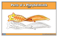 Parts of a Platyhelminth Nomenclature Cards (6-9)