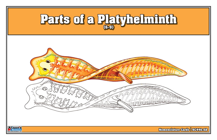 Parts of a Platyhelminth Nomenclature Cards (6-9)