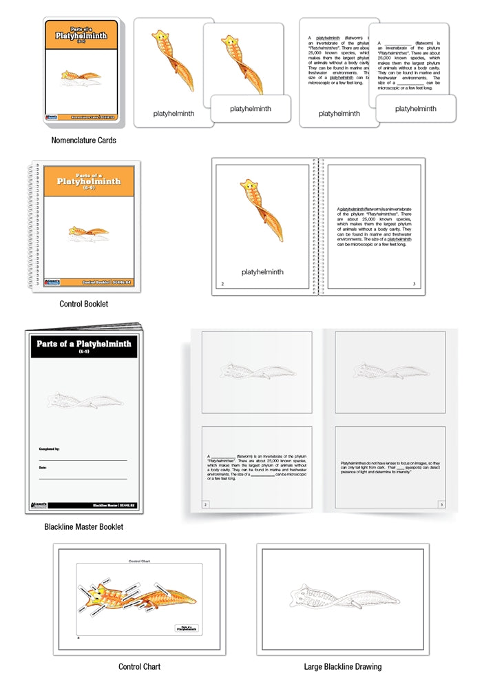 Parts of a Platyhelminth Nomenclature Cards (6-9)