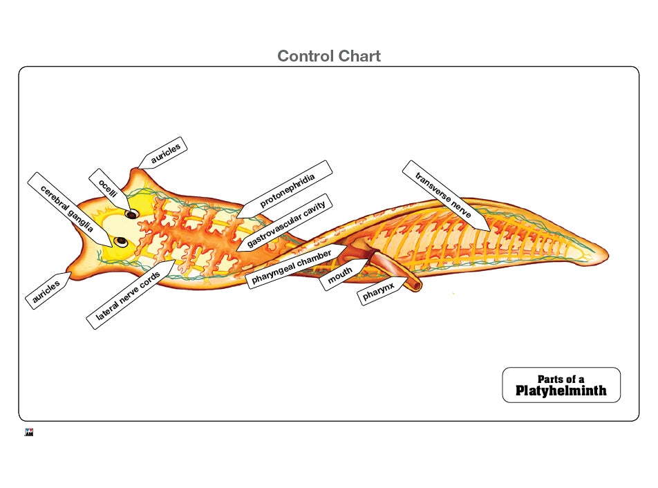 Parts of a Platyhelminth Puzzle with Nomenclature Cards (3-6)