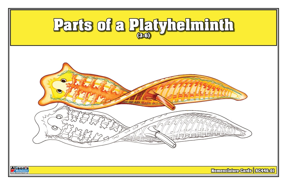 Parts of a Platyhelminth Puzzle with Nomenclature Cards (3-6)