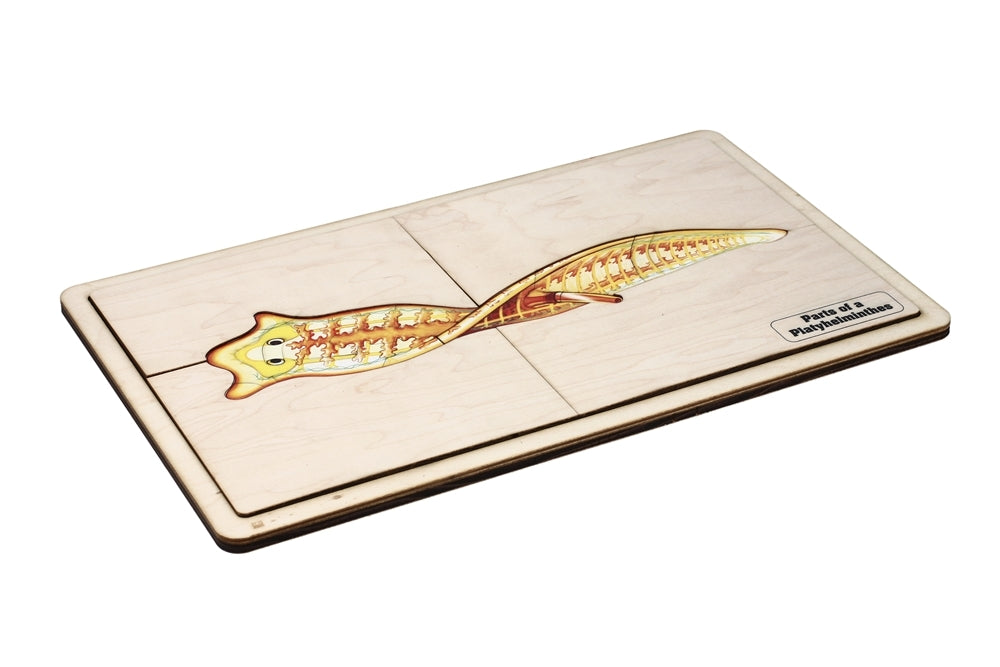 Parts of a Platyhelminth Puzzle with Nomenclature Cards (6-9)