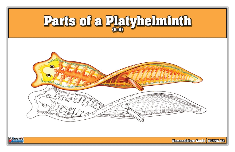 Parts of a Platyhelminth Puzzle with Nomenclature Cards (6-9)