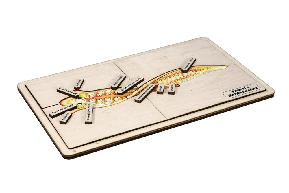 Parts of a Platyhelminth Puzzle