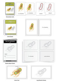 Parts of E. coli Bacteria Nomenclature Cards (3-6)