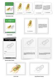 Parts of E. coli Bacteria Nomenclature Cards (6-9)