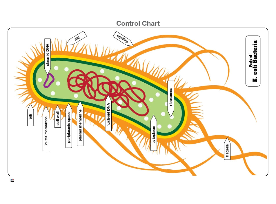 Parts of E. coli Bacteria Puzzle with Nomenclature Cards (3-6)