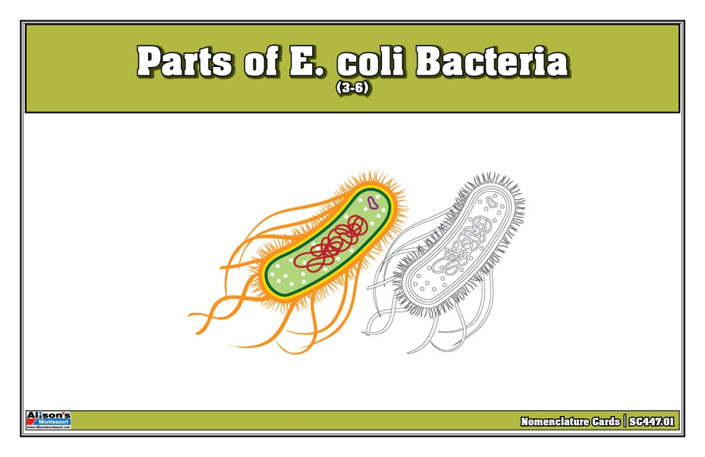 Parts of E. coli Bacteria Puzzle with Nomenclature Cards (3-6)