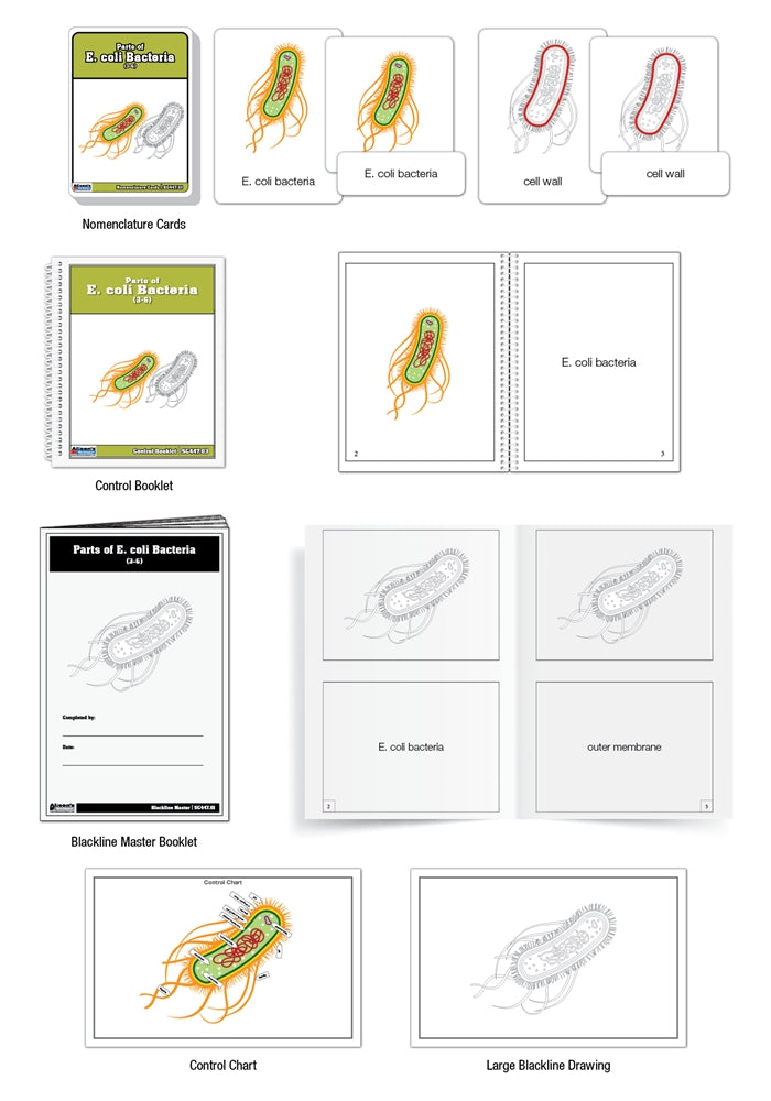 Parts of E. coli Bacteria Puzzle with Nomenclature Cards (3-6)