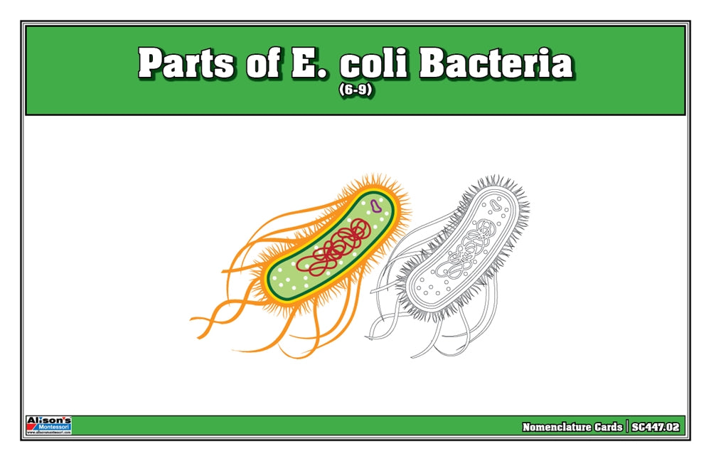 Parts of E. coli Bacteria Puzzle with Nomenclature Cards (6-9)