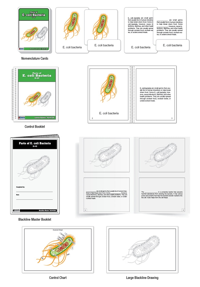 Parts of E. coli Bacteria Puzzle with Nomenclature Cards (6-9)