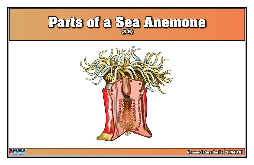 Parts of a Sea Anemone Nomenclature Cards (3-6)