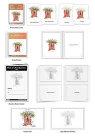Parts of a Sea Anemone Nomenclature Cards (3-6)