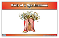 Parts of a Sea Anemone Nomenclature Cards (6-9)