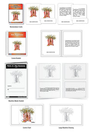 Parts of a Sea Anemone Nomenclature Cards (6-9)