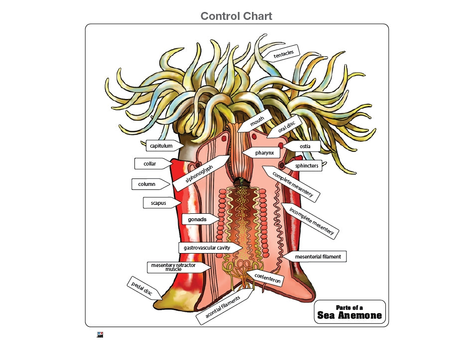 Parts of a Sea Anemone Puzzle with Nomenclature Cards (3-6) (Printed)