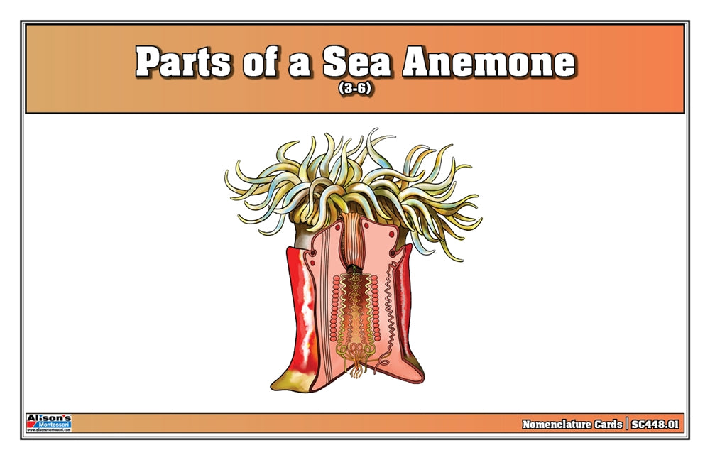 Parts of a Sea Anemone Puzzle with Nomenclature Cards (3-6) (Printed)