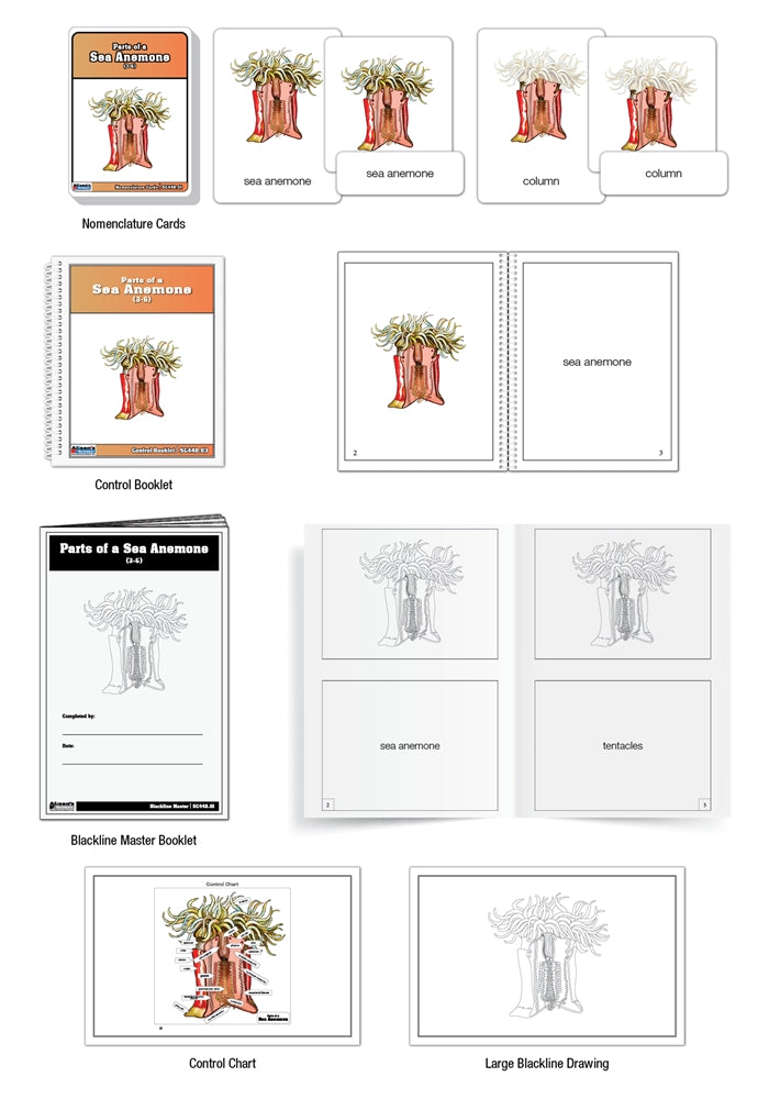 Parts of a Sea Anemone Puzzle with Nomenclature Cards (3-6) (Printed)