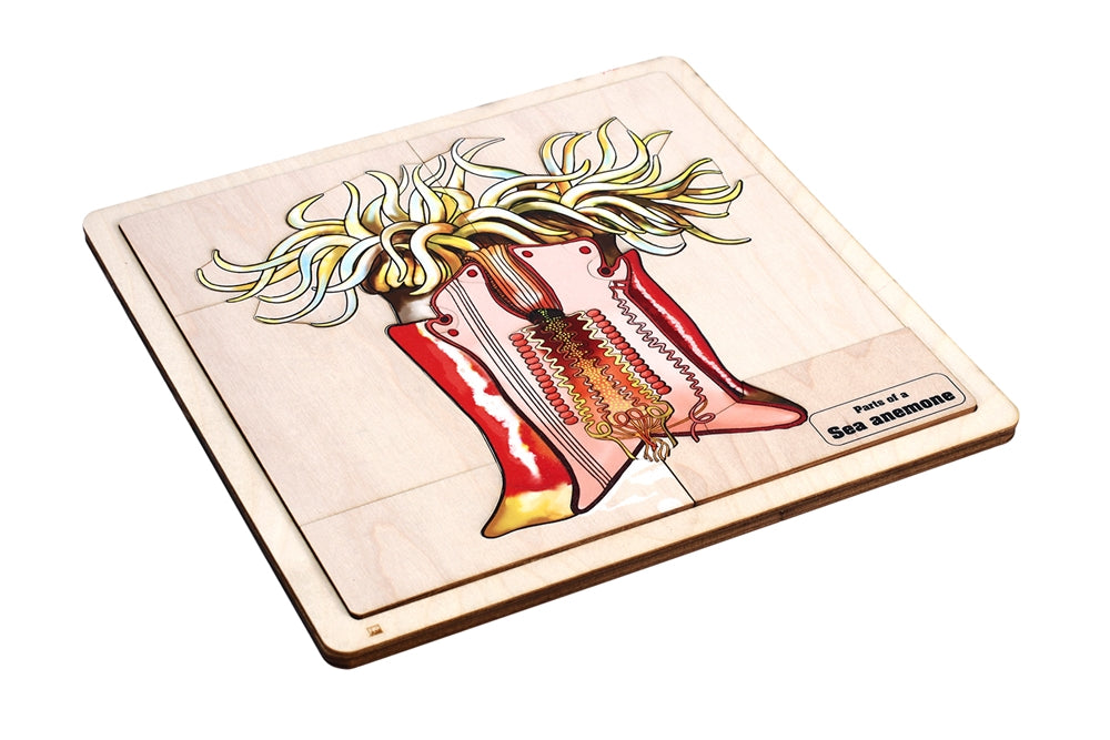 Parts of a Sea Anemone Puzzle with Nomenclature Cards (6-9) (Printed)