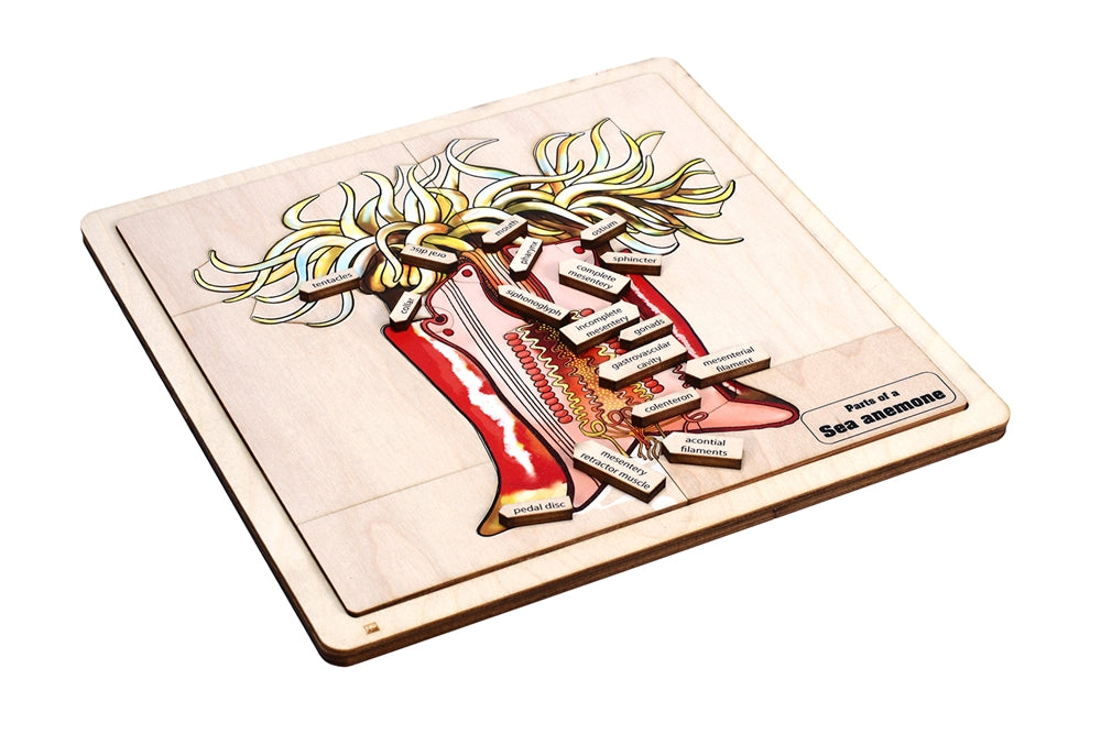 Parts of a Sea Anemone Puzzle with Nomenclature Cards (6-9) (Printed)
