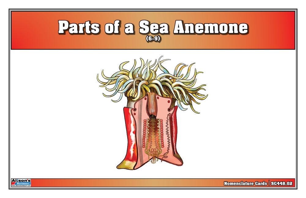 Parts of a Sea Anemone Puzzle with Nomenclature Cards (6-9) (Printed)