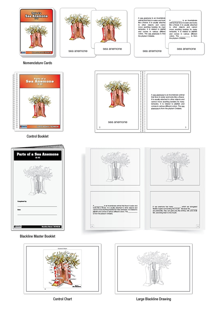 Parts of a Sea Anemone Puzzle with Nomenclature Cards (6-9) (Printed)