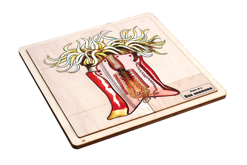 Parts of a Sea Anemone Puzzle