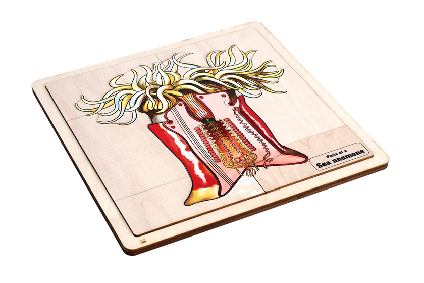 Parts of a Sea Anemone Puzzle