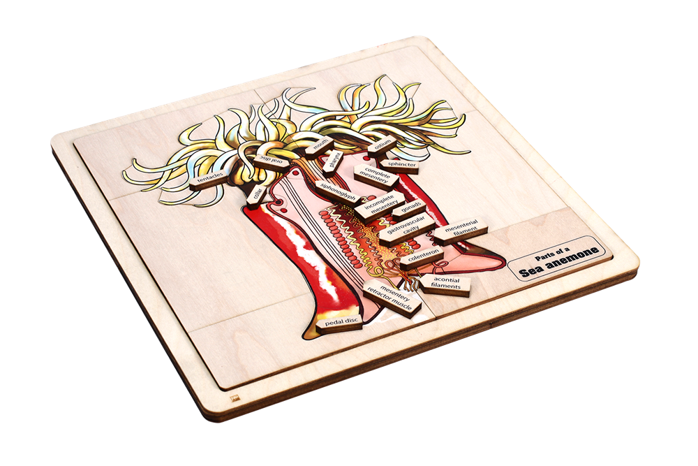 Parts of a Sea Anemone Puzzle