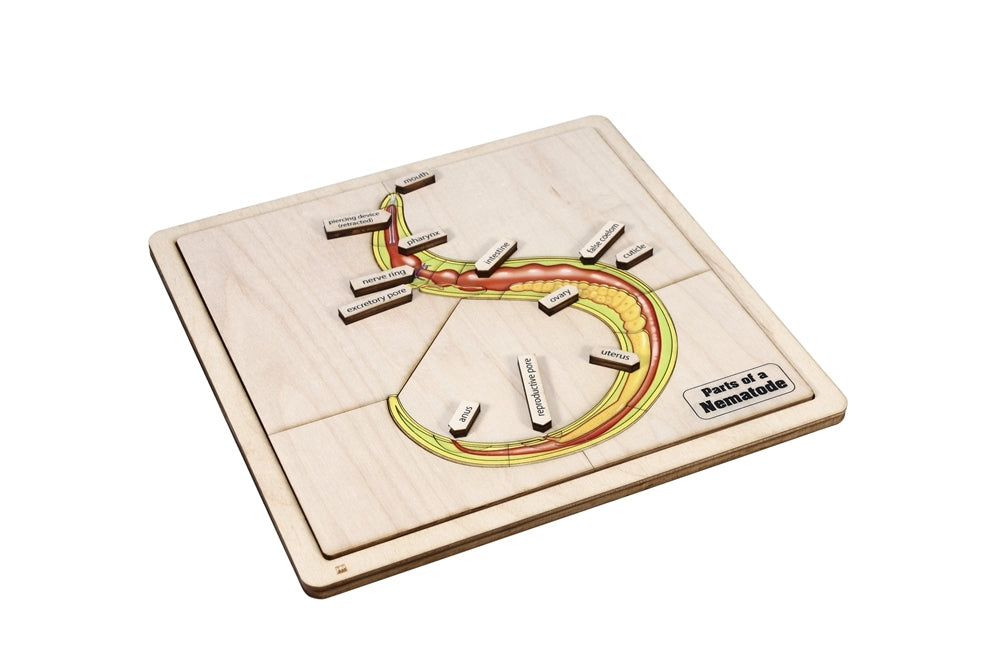 Parts of a Nematode Puzzle with Nomenclature Cards (3-6)