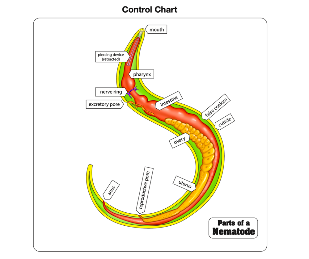 Parts of a Nematode Puzzle with Nomenclature Cards (3-6)