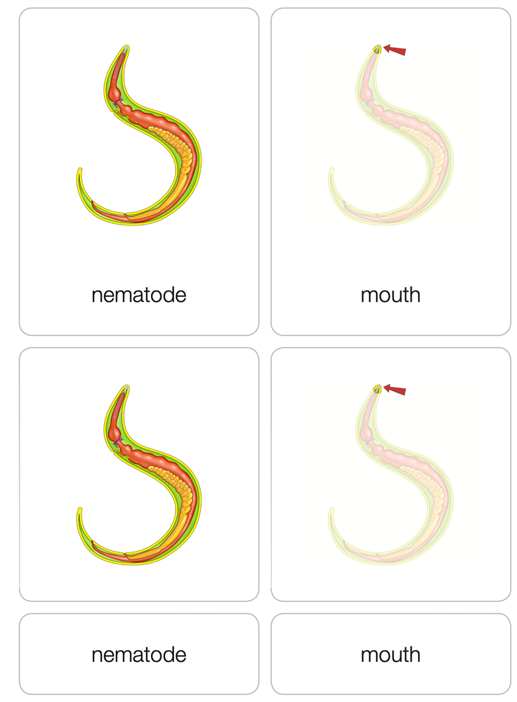Parts of a Nematode Puzzle with Nomenclature Cards (3-6)
