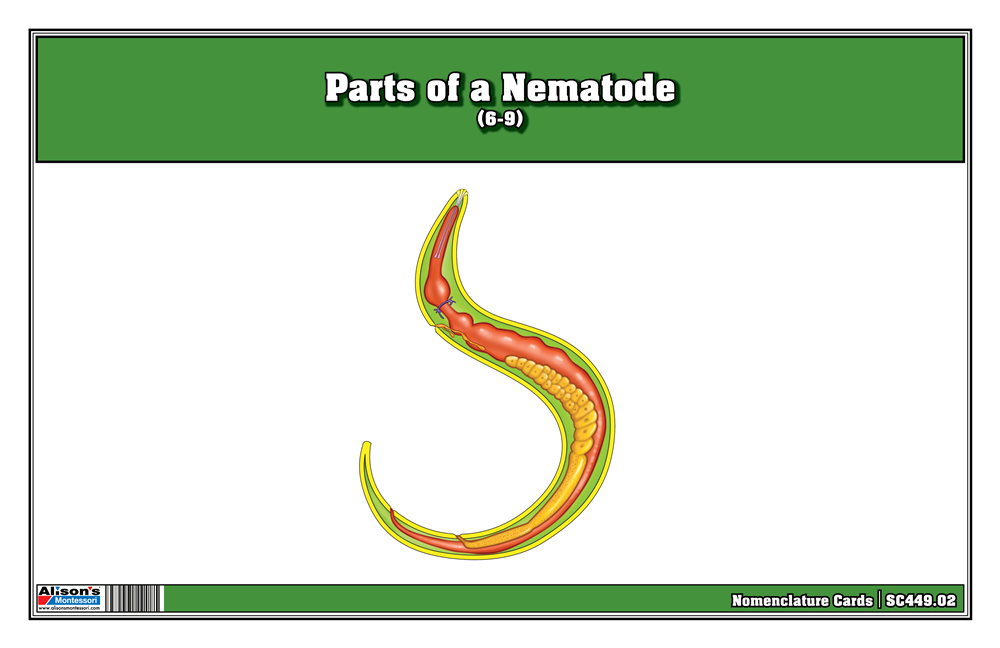 Parts of a Nematode Puzzle with Nomenclature Cards (6-9)