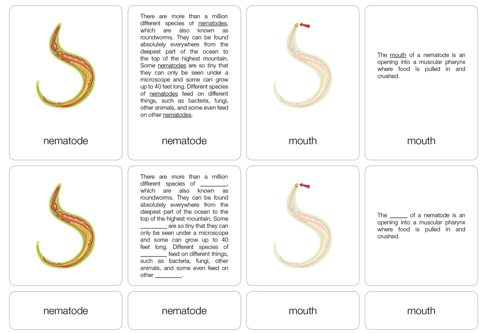 Parts of a Nematode Puzzle with Nomenclature Cards (6-9)