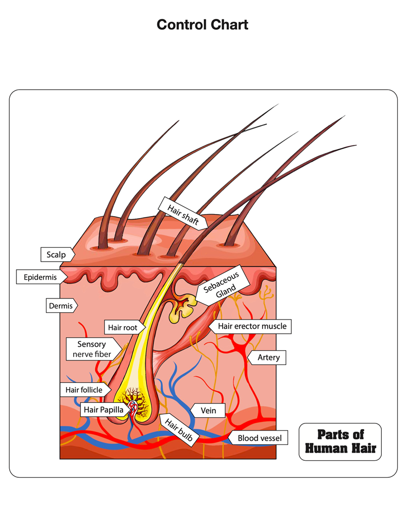 Parts of Human Hair Puzzle