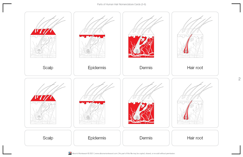 Parts of Human Hair Nomenclature Cards (3-6) Printed