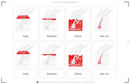 Parts of Human Hair Nomenclature Cards (3-6) Printed