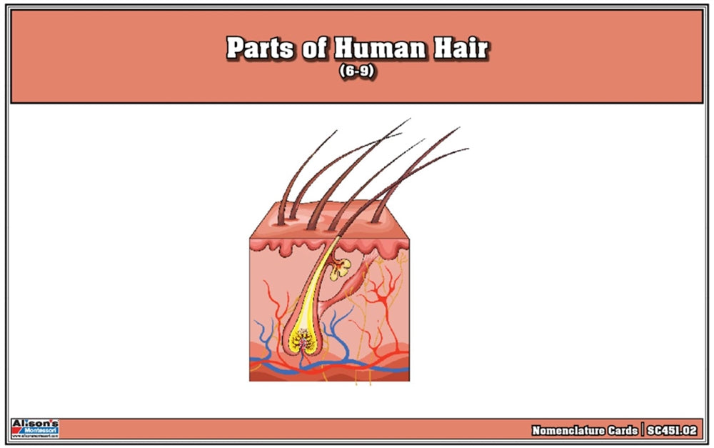 Parts of Human Hair Nomenclature Cards (6-9) (Printed)