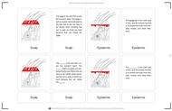 Parts of Human Hair Nomenclature Cards (6-9) (Printed)