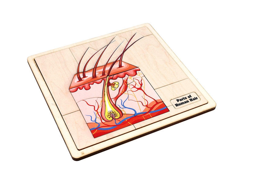 Parts of Human Hair Puzzle with Nomenclature Cards (3-6) Printed