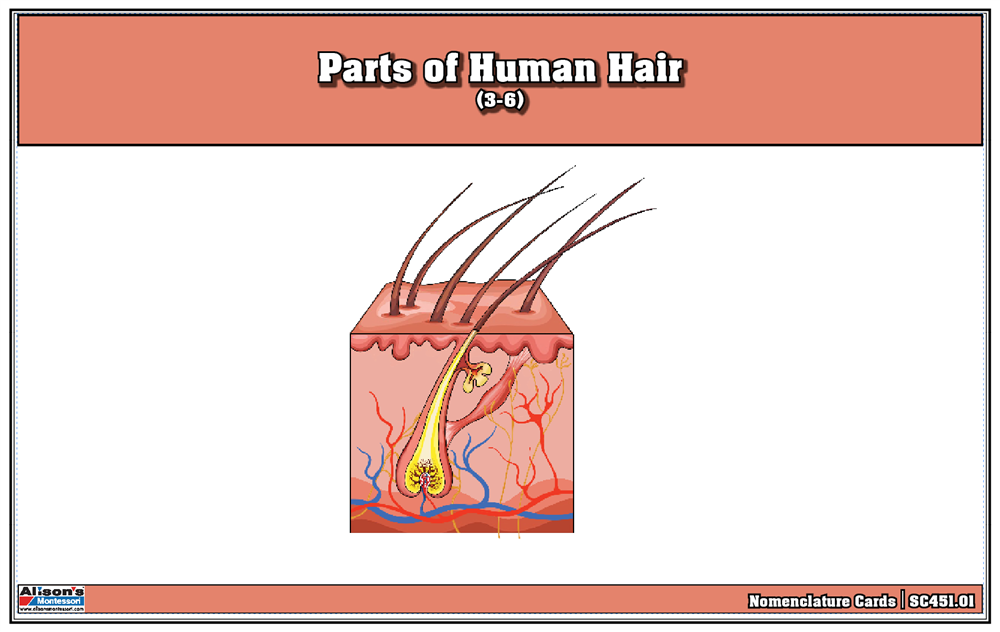 Parts of Human Hair Puzzle with Nomenclature Cards (3-6) Printed