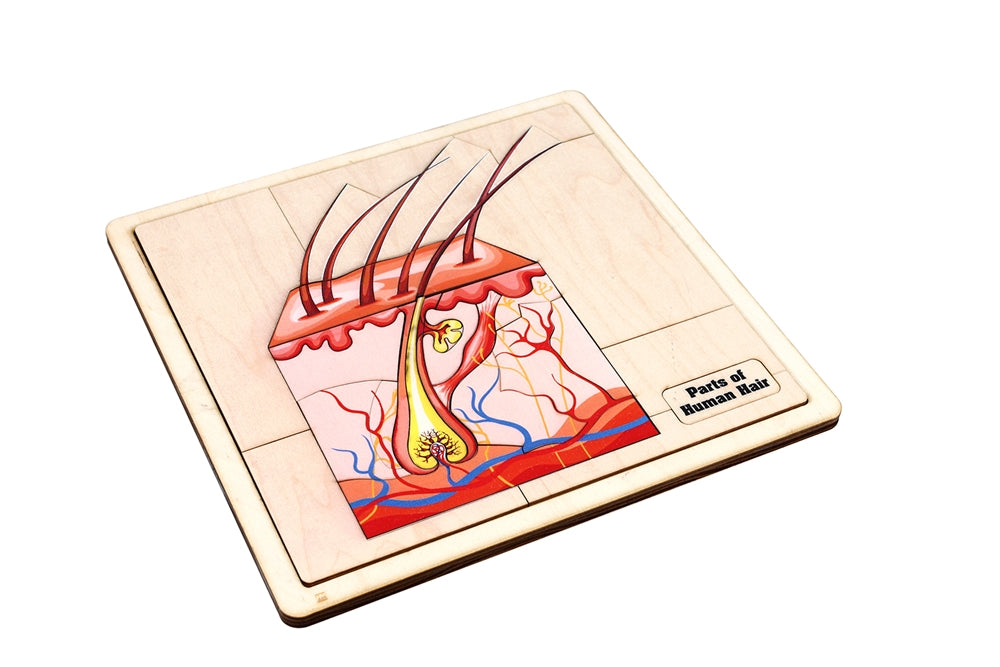 Parts of Human Hair Puzzle Nomenclature Cards (6-9) (Printed)