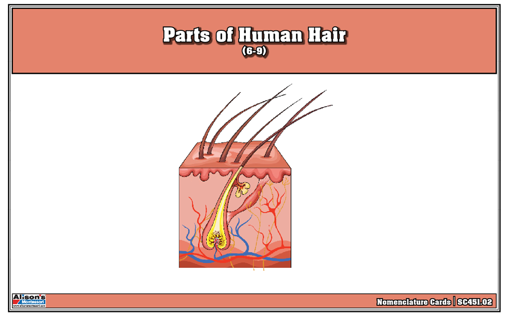 Parts of Human Hair Puzzle Nomenclature Cards (6-9) (Printed)
